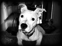 americanstaffordshireterrier hertzberg