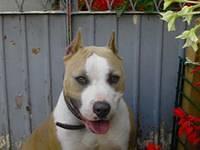 americanstaffordshireterrier nenad