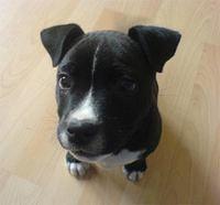 americanstaffordshireterrier reilly2