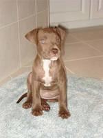 americanstaffordshireterrier riley2