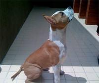 americanstaffordshireterrier rios