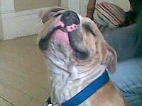 americanstaffordshireterrier webb