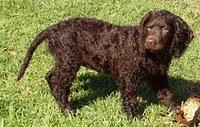 americanwaterspaniels
