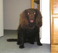 americanwaterspaniel schnabel