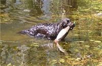americanwaterspaniel schnabel1