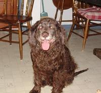 americanwaterspaniel shibley