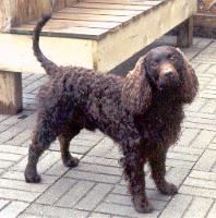 americanwaterspaniel suesens