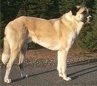 anatolianshepherds