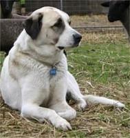 anatolianshepherd gerlach
