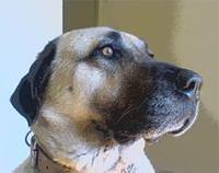 anatolianshepherd ipek