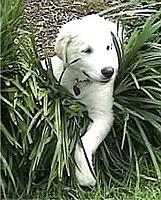 anatolianshepherd jones