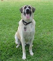 anatolianshepherd paulhennessy