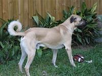 anatolianshepherd richardhutchison