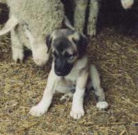 anatolianshepherd stab