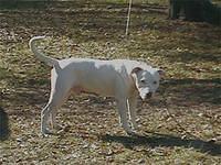 argentinedogos