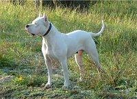 argentinedogo sanagnes