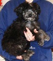 aussiedoodle nancy