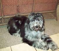 aussiedoodle osborn