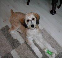 aussiedoodle rutherford