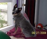 australiancattledogs