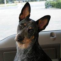 australiancattledog betts