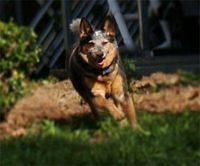 australiancattledog brooker