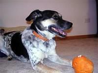 australiancattledog gallalee
