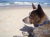 australiancattledog gray