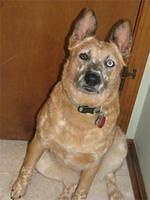 australiancattledog white