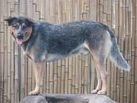 australiancattledog widdows