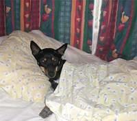 australiankelpie gunn