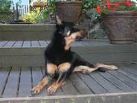 australiankelpie schmalz