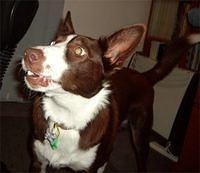 australiankelpie sinclair