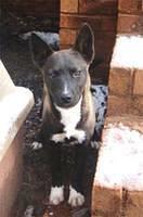 australiankelpie szad