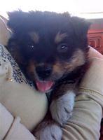 australianshepherds