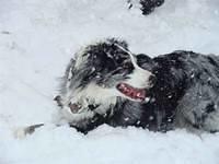 australianshepherd butts