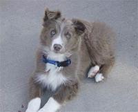 australianshepherd coulson3