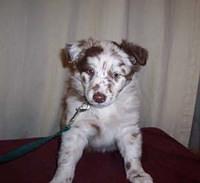 australianshepherd garcia1