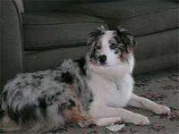 australianshepherd miller