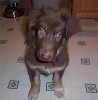 australianshepherd parker2