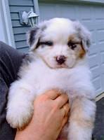 australianshepherd parks