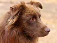 australianshepherd ray