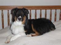 australianshepherd yudzentis