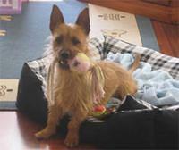 australianterriers