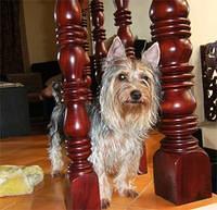 australianterrier godwin