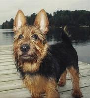 australianterrier harvey