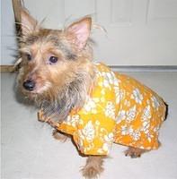 australianterrier honn