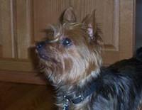 australianterrier kristy