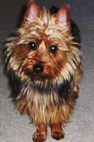 australianterrier mankowski