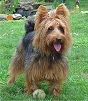 australianterrier schweiger